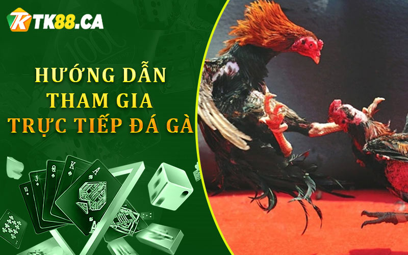 Hướng dẫn tham gia trực tiếp đá gà TK88 Hướng dẫn tham gia trực tiếp đá gà TK88