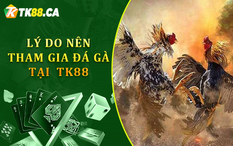 Lý do nên tham gia trực tiếp đá gà tại TK88 Lý do nên tham gia trực tiếp đá gà tại TK88