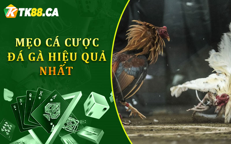 Mẹo cá cược đá gà hiệu quả nhất Mẹo cá cược đá gà hiệu quả nhất