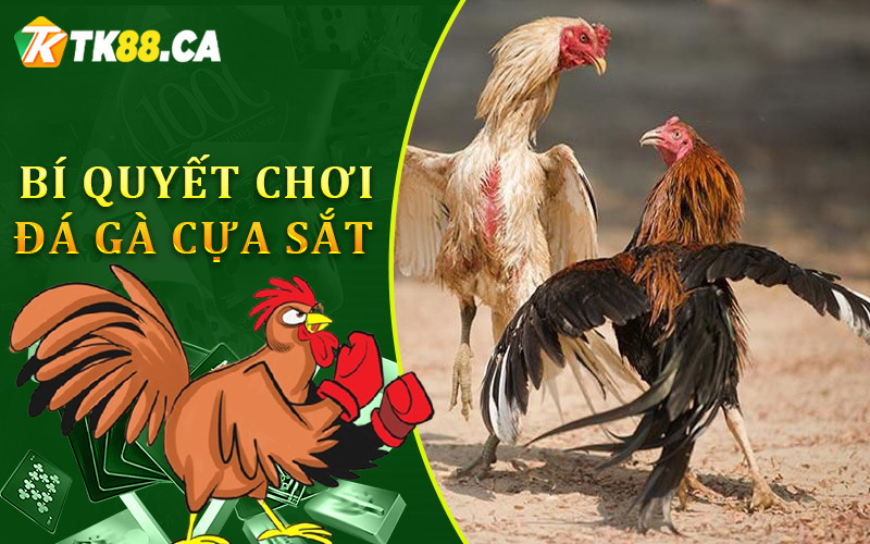 Những bí quyết chơi đá gà cựa sắt từ cao thủ giúp bạn luôn chiến thắng 