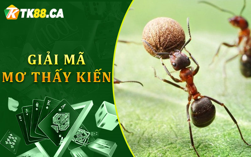 Giải mã mơ thấy kiến Giải mã mơ thấy kiến
