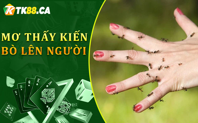 Nằm mơ thấy kiến bò lên người Nằm mơ thấy kiến bò lên người