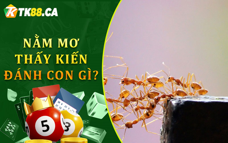 Nằm mơ thấy kiến đánh con gì? Nằm mơ thấy kiến đánh con gì?
