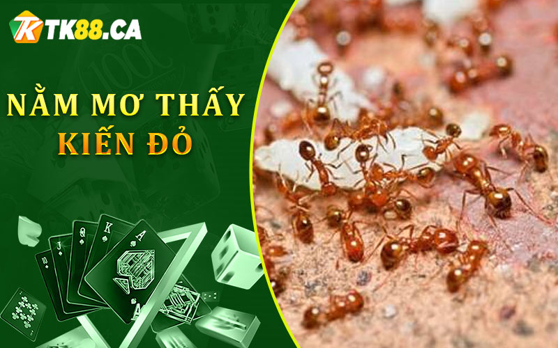 Nằm mơ thấy kiến đỏ Nằm mơ thấy kiến đỏ